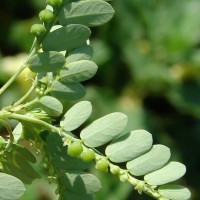Phyllanthus amarus Schumach. & Thonn.